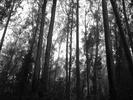IMG 0942 bw